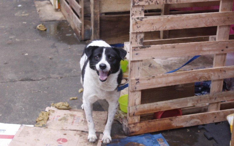 abrigo cachorro pata molhada canoas enchente