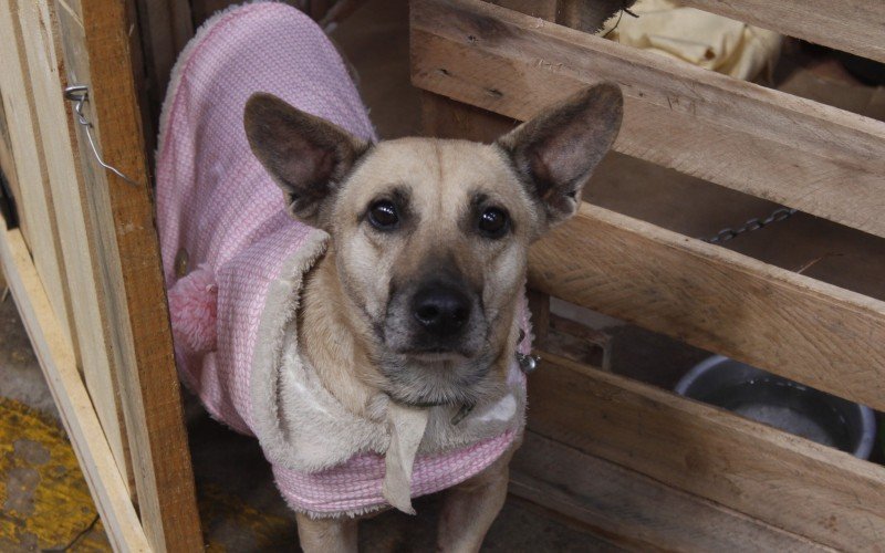 abrigo cachorro pata molhada canoas enchente