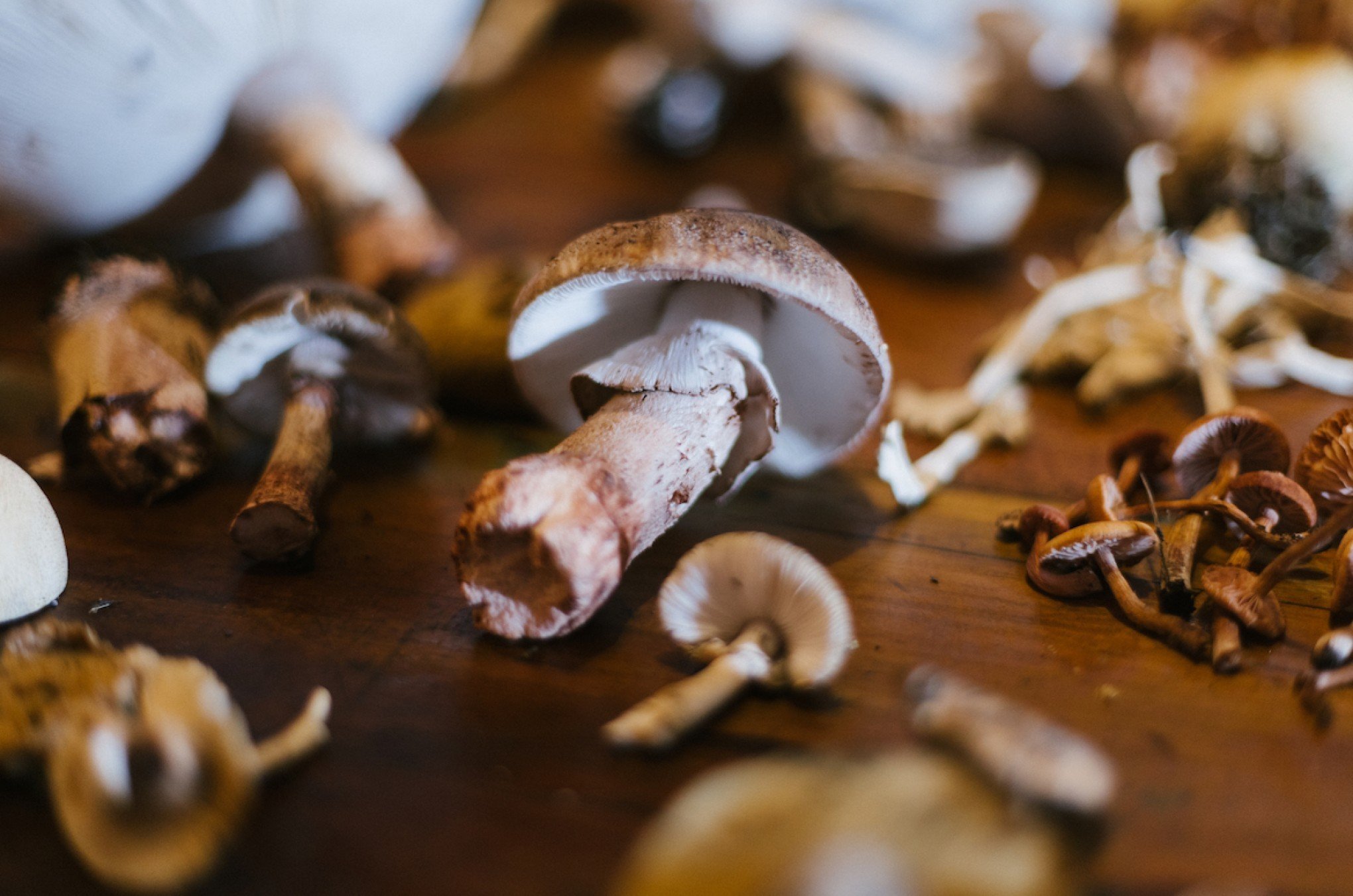 Temporada de caça aos cogumelos silvestres em São Francisco de Paula é aberta