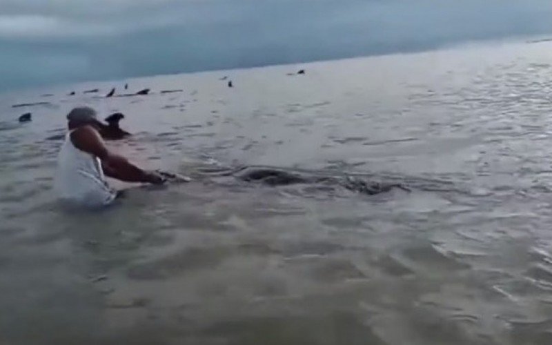 Baleias encalhadas em praia do Rio Grande do Norte | abc+