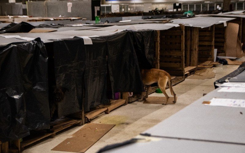 Abrigo de animais resgatados da enchente no antigo prédio do Big/Carrefour