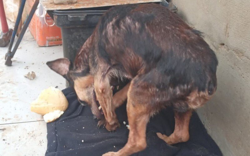 O cão vira-lata Tobi foi resgatado 30 dias após a enchente invadir a Vila Brás; ele estava sob os escombros da casa e com pouca pelagem | abc+