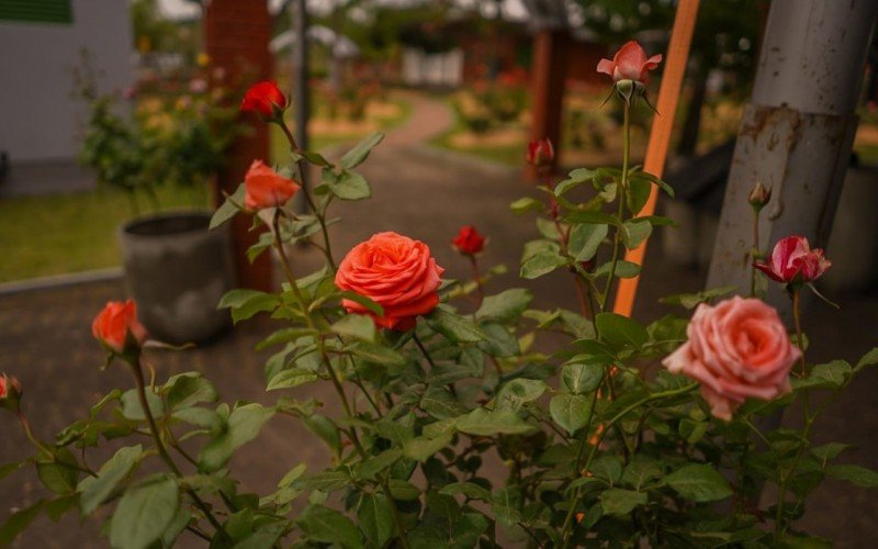 Canteiros e jardins estão repletos de rosas | abc+