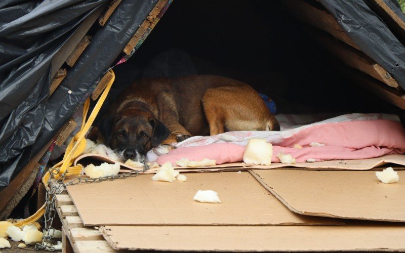 Cães e voluntárias em abrigo de Novo Hamburgo