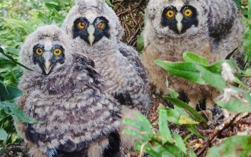 As três corujinhas reunidas