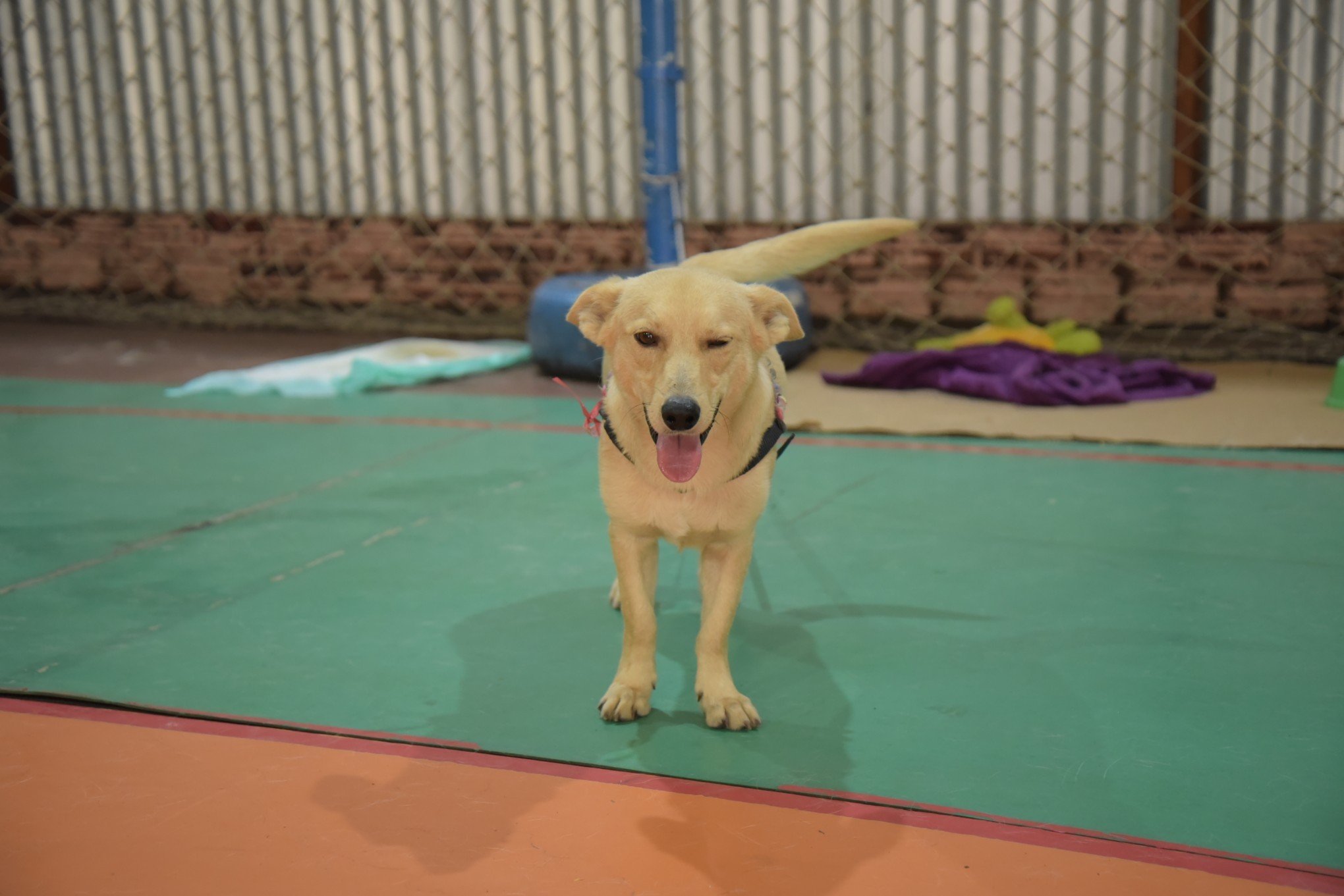 Ao alcance de uma foto: Veja como funciona site que busca cães da região perdidos durante enchentes