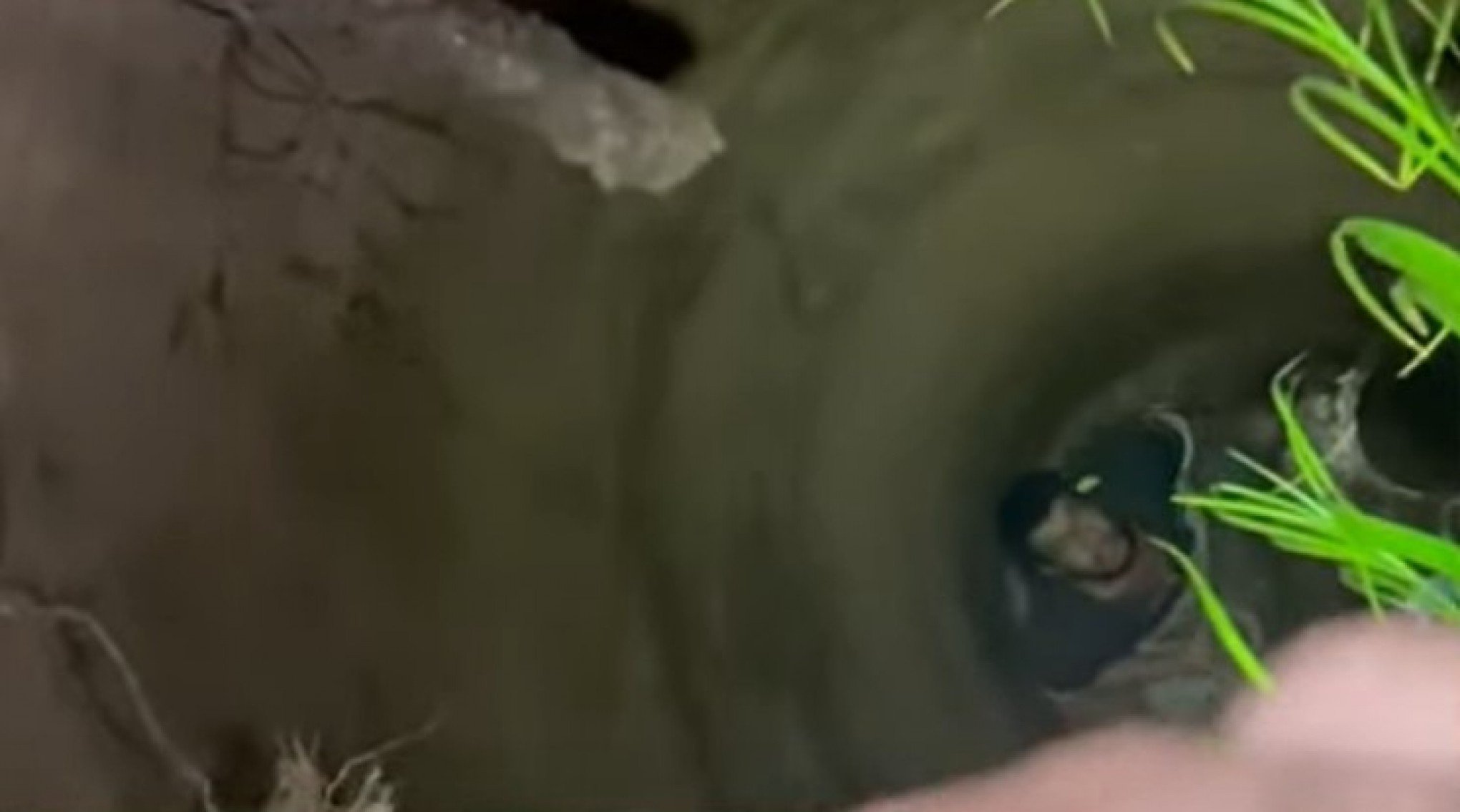 Jovem autista é resgatado em poço com 16 metros de profundida após 4 dias desaparecido em SP