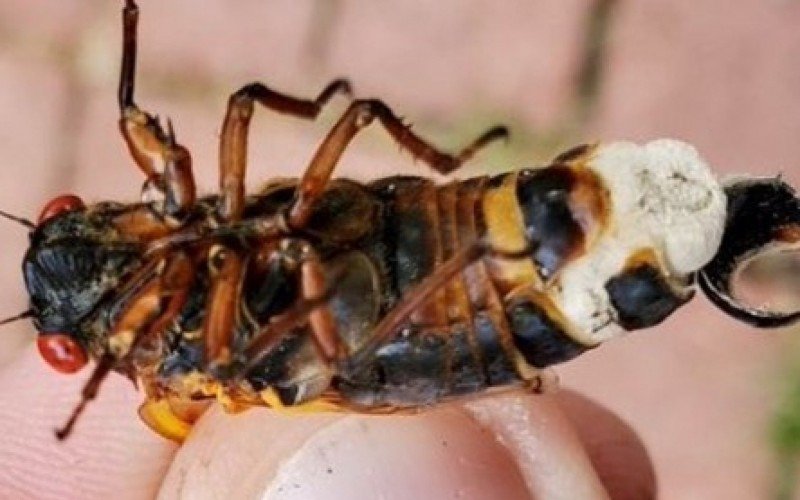 Uma cigarra contaminada pelo fungo Massospora cicadina | abc+