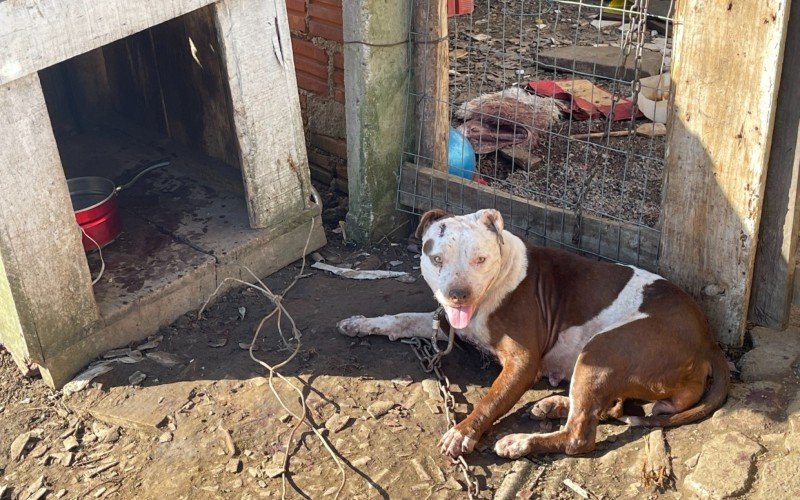 Cão foi encontrado ferido por disparo de arma de fogo