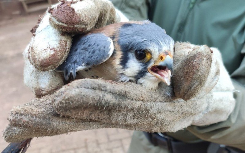 Animal foi examinado e em seguida solto no Parque Imperatriz 