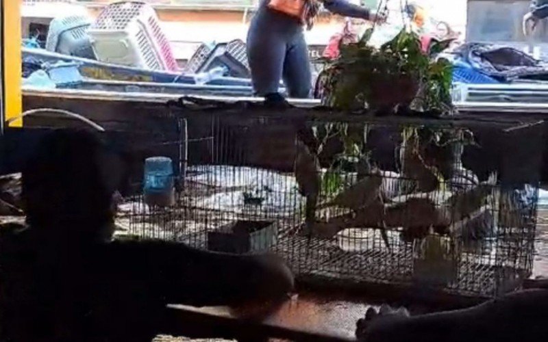 Animais foram deixados para trás em três lojas de pets de Porto Alegre durantes as enchentes históricas | abc+