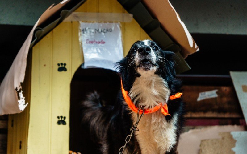 Os cães vira-latas vêm em todas as cores, tamanhos e com uma característica em comum: muito amorosos | abc+