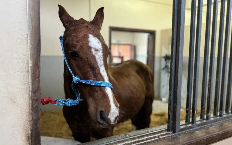 Cavalo Caramelo