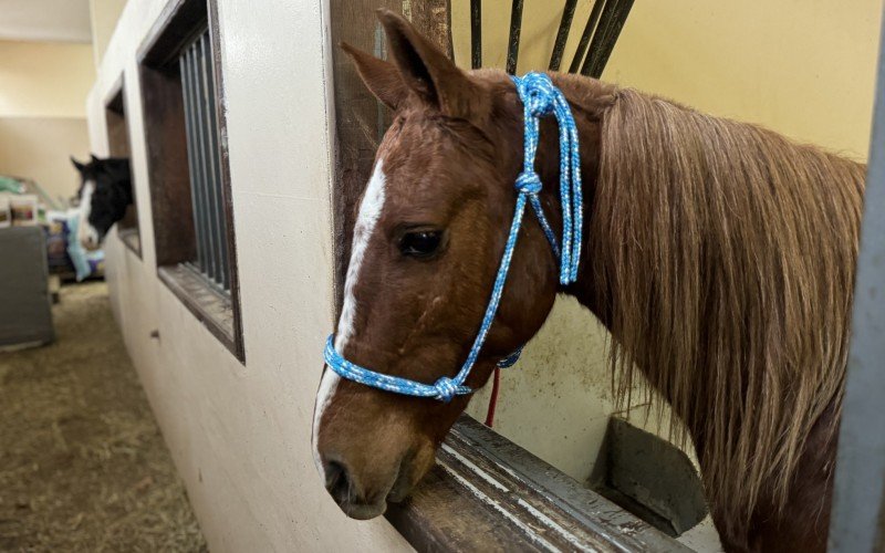 Cavalo Caramelo está na Ulbra desde que foi resgatado