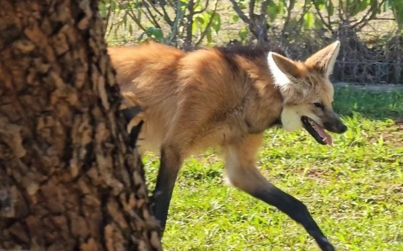 Loba recém-chegada ao Gramadozoo aguarda vinda de par