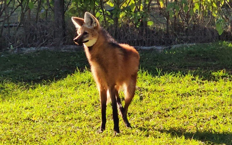 Loba recém-chegada ao Gramadozoo aguarda vinda de par