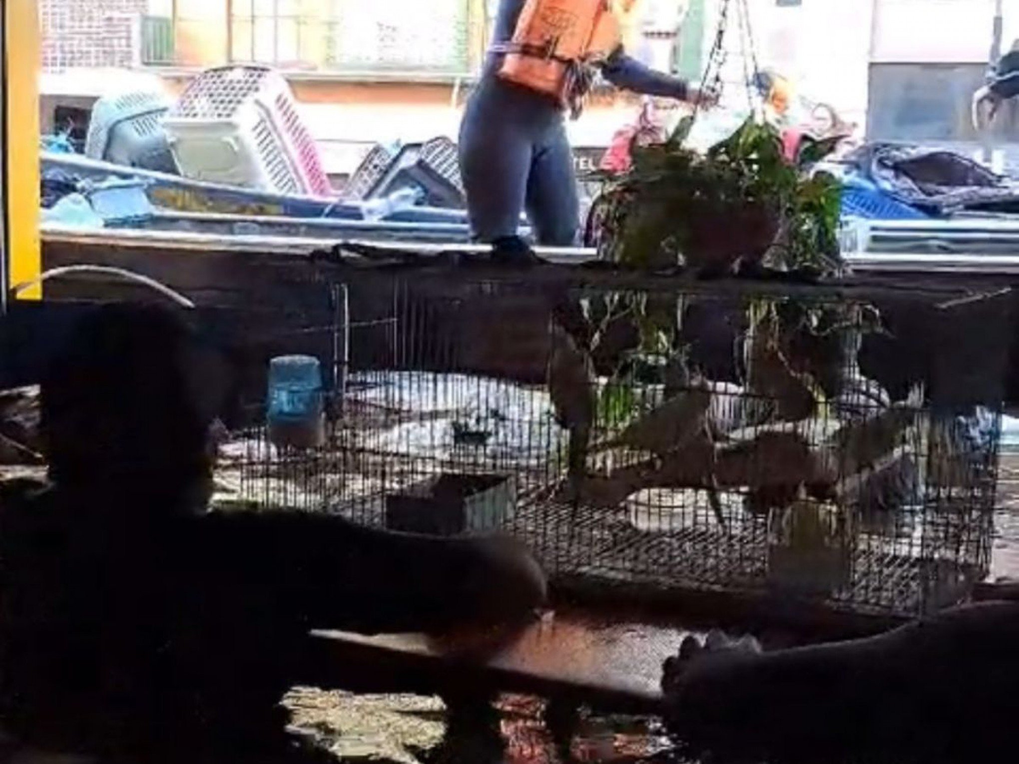 Morte de animais na Cobasi e outra loja pet durante enchentes tem desdobramentos