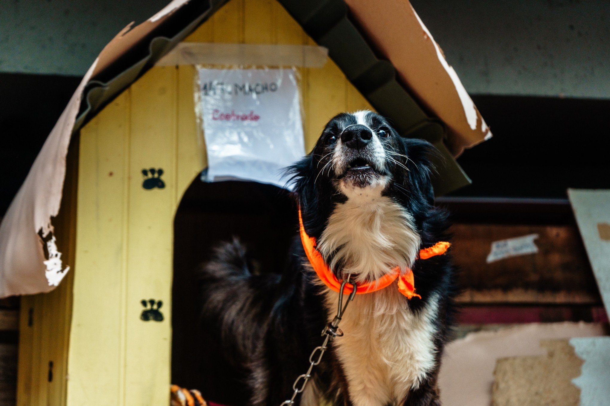 O que torna cachorros vira-latas os preferidos do Brasil? Veja 3 características