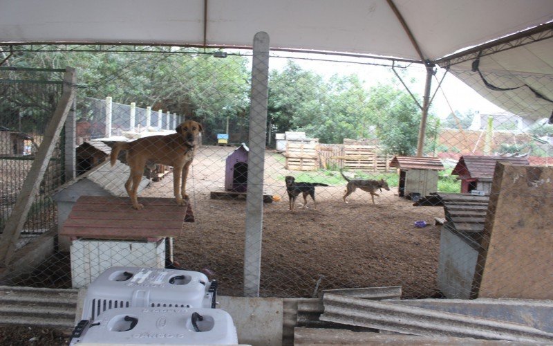 Centenas de animais aguardam reconhecimento dos tutores no Bem-Estar Animal