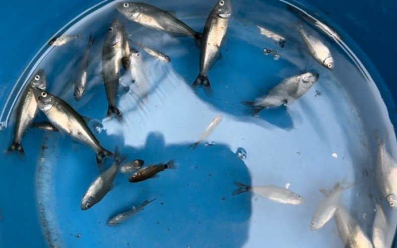 Dezenas de peixes foram encontrados dentro da piscina 