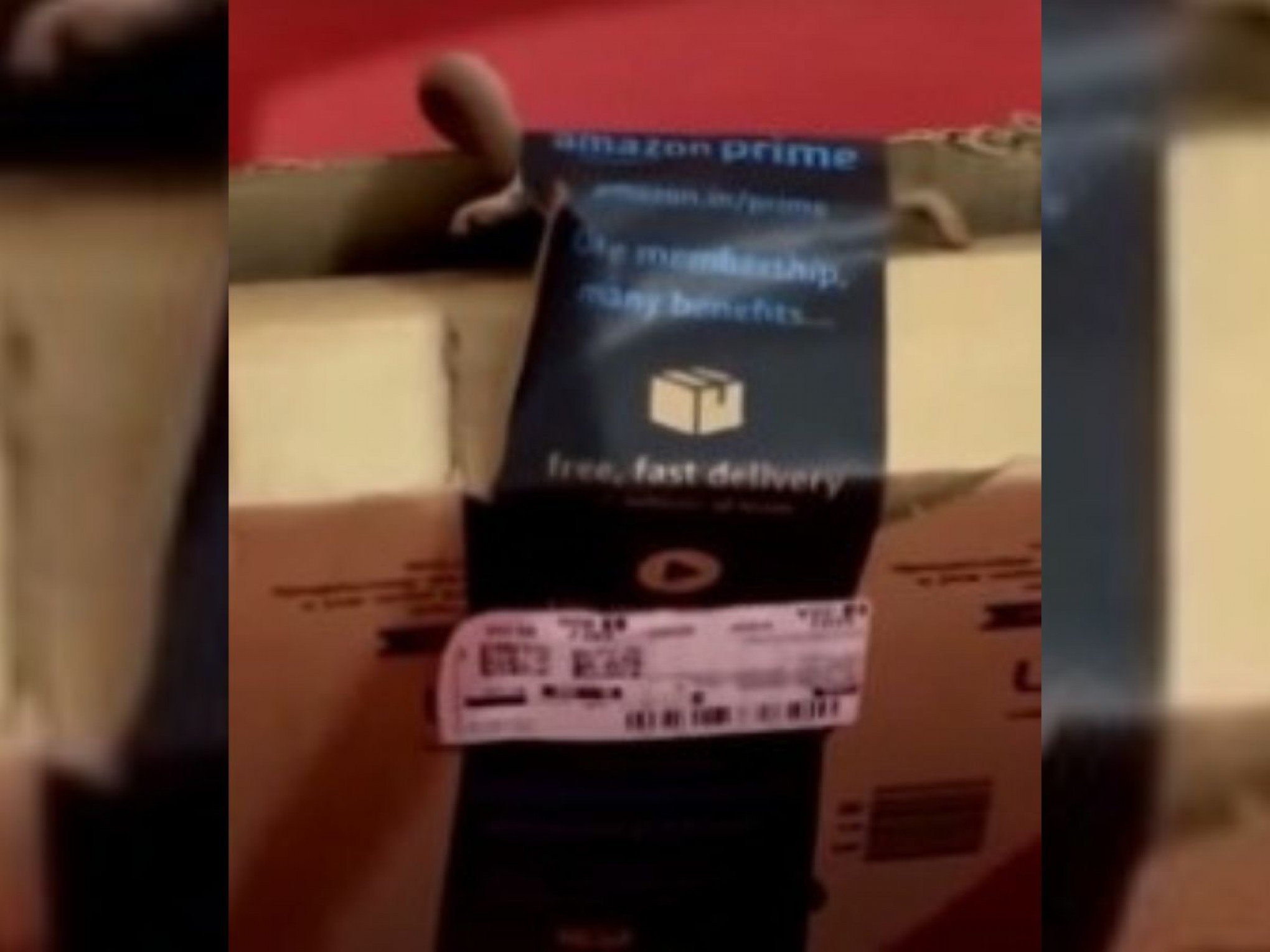 VÍDEO: Mulher recebe cobra viva ao comprar controle de XBox na Amazon