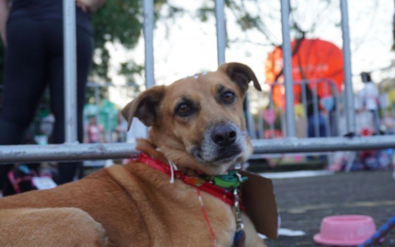 Durante o Arraiá Solidário, dez cães foram adotados na feirinha de pet | abc+
