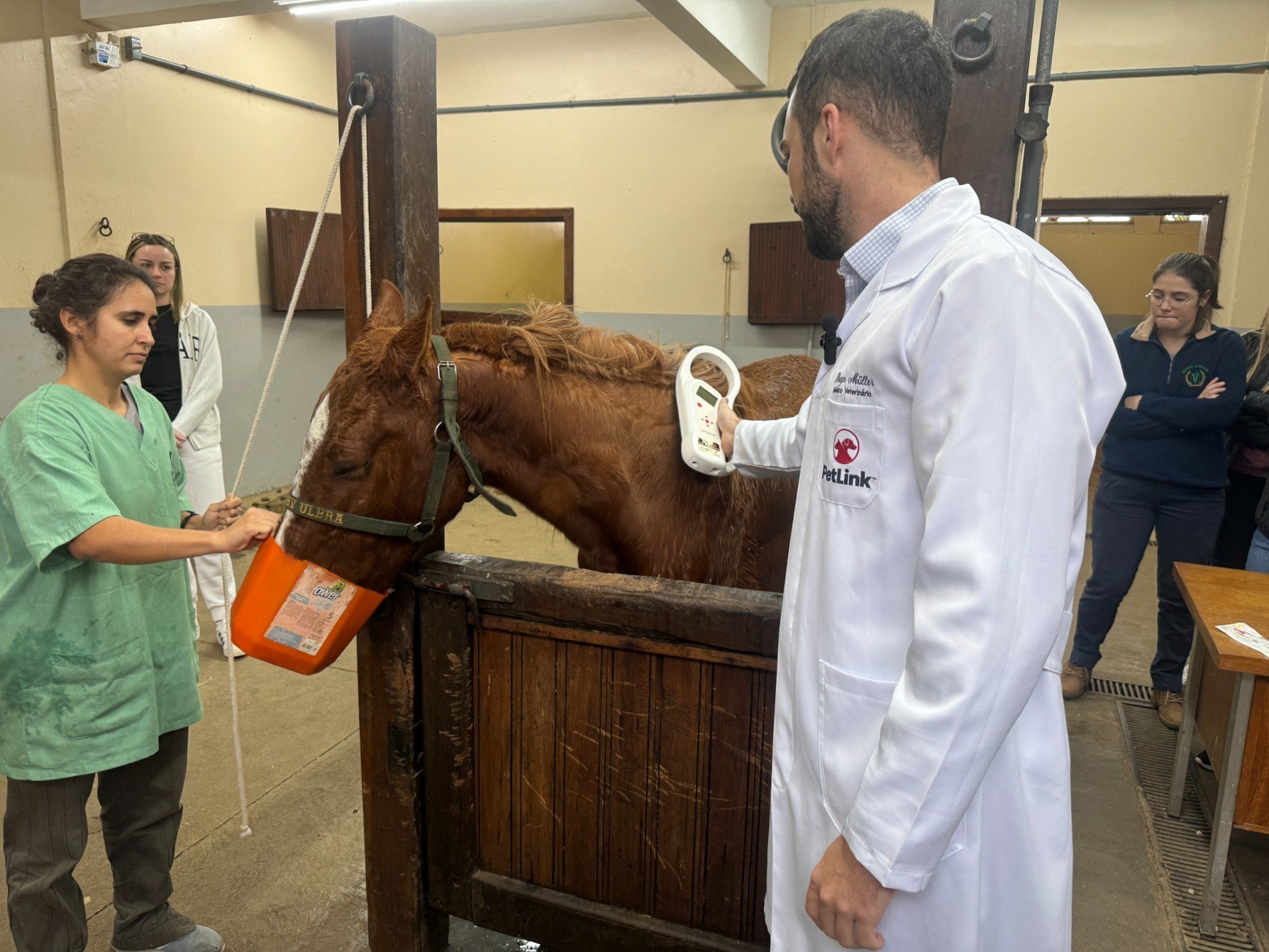 Cavalo Caramelo recebe microchip para identificação