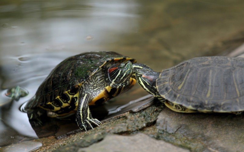 Cágados resgatados recebem tratamento de saúde no MiniZoo