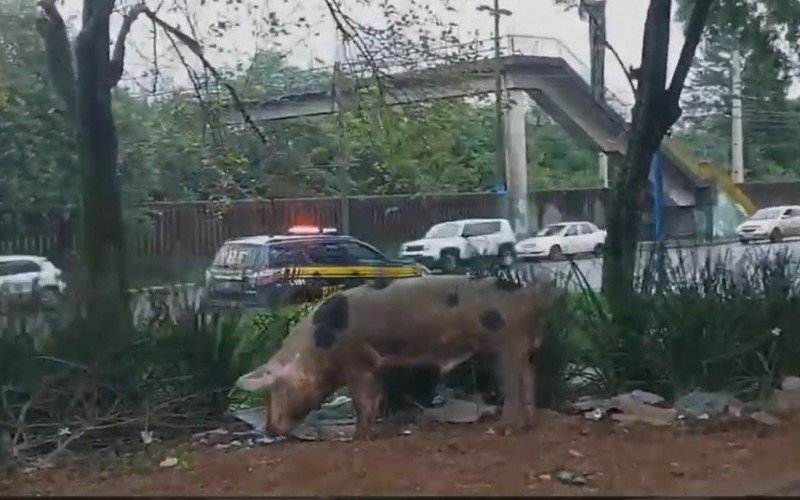 Porco visto em Canoas na manhã desta quarta-feira (26)  | abc+