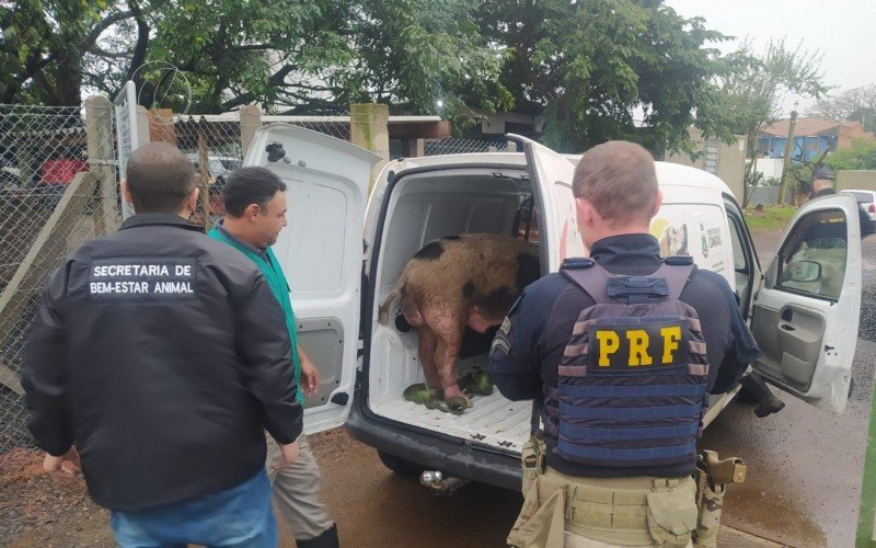 Porco resgatado em Canoas  | abc+