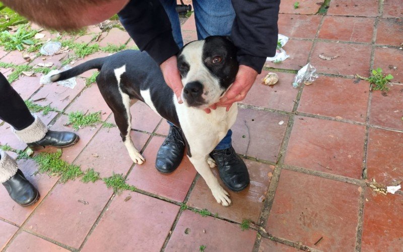 Animal estava abandonado há mais de uma semana em meio ao lixo em uma casa no bairro Jardim Planalto 