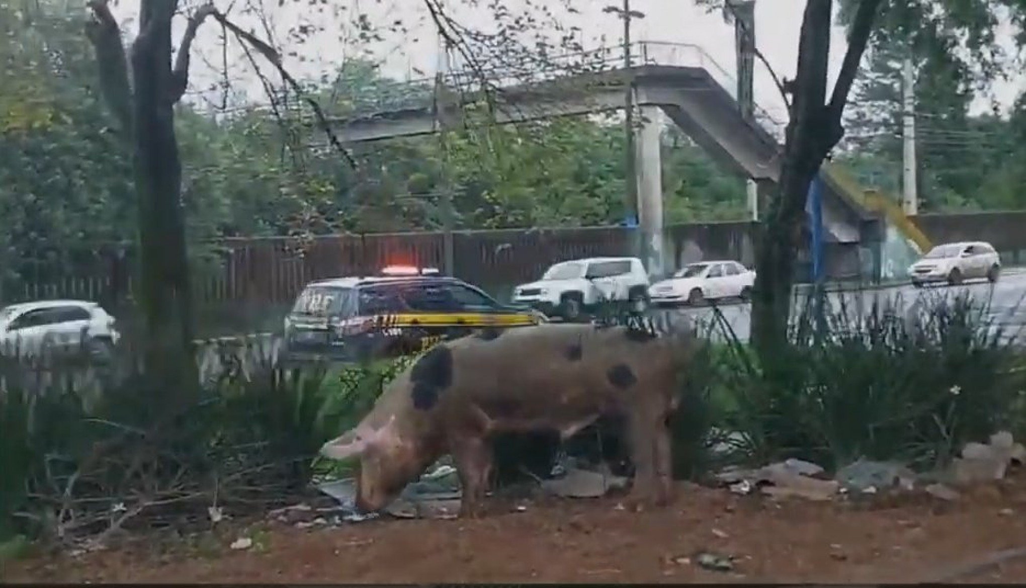 Porco é visto circulando na área central de Canoas e chama a atenção de motoristas na BR-116