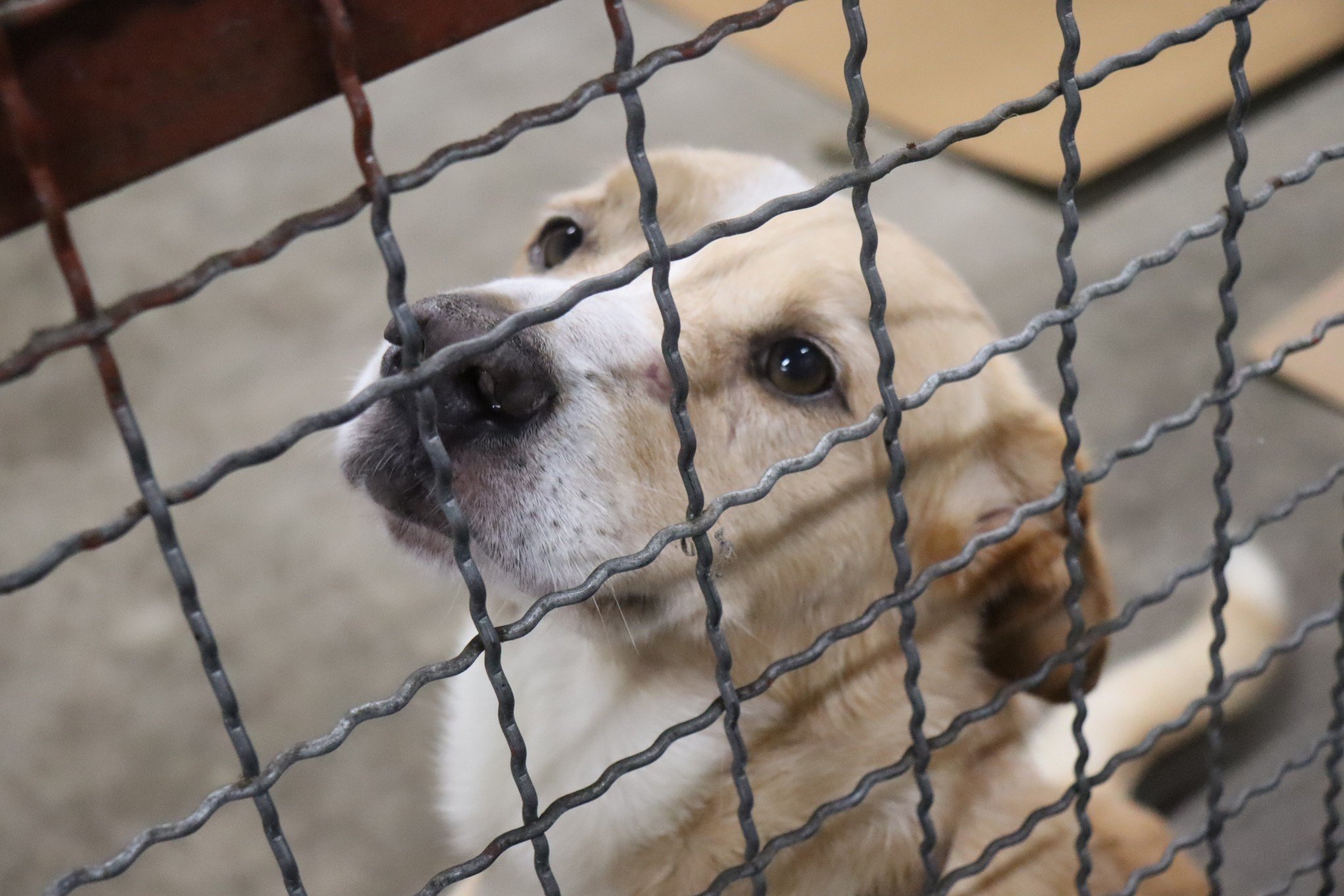 Abrigo Municipal para animais resgatados da enchente fica no antigo prÃ©dio do Big/Carrefour