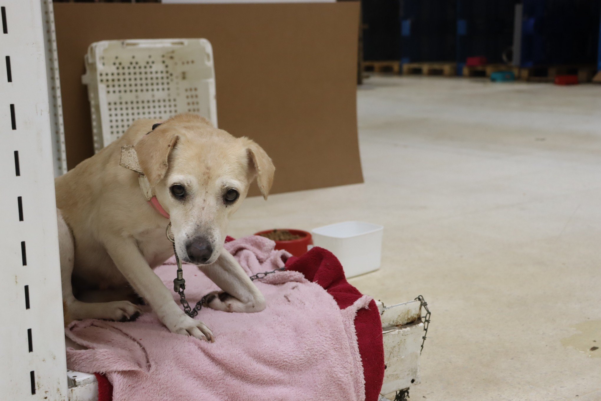 Abrigo Municipal para animais resgatados da enchente fica no antigo prÃ©dio do Big/Carrefour