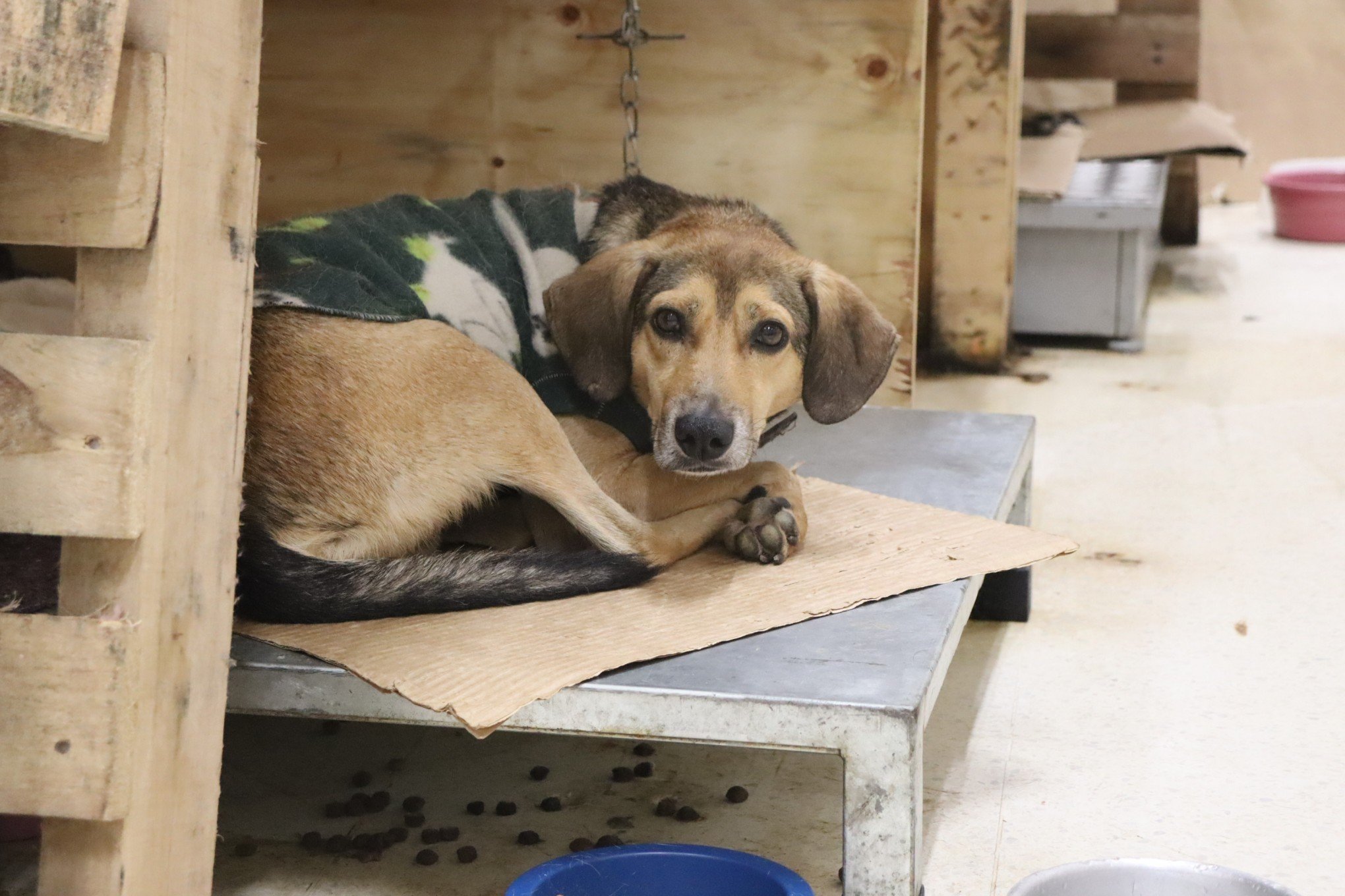 Abrigo Municipal para animais resgatados da enchente fica no antigo prÃ©dio do Big/Carrefour