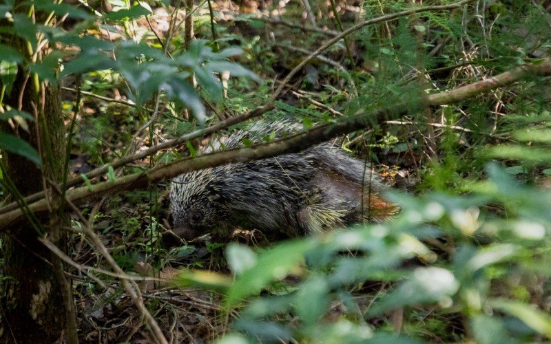 MiniZoo reabilitou e devolveu ouriço-cacheiro para a natureza 