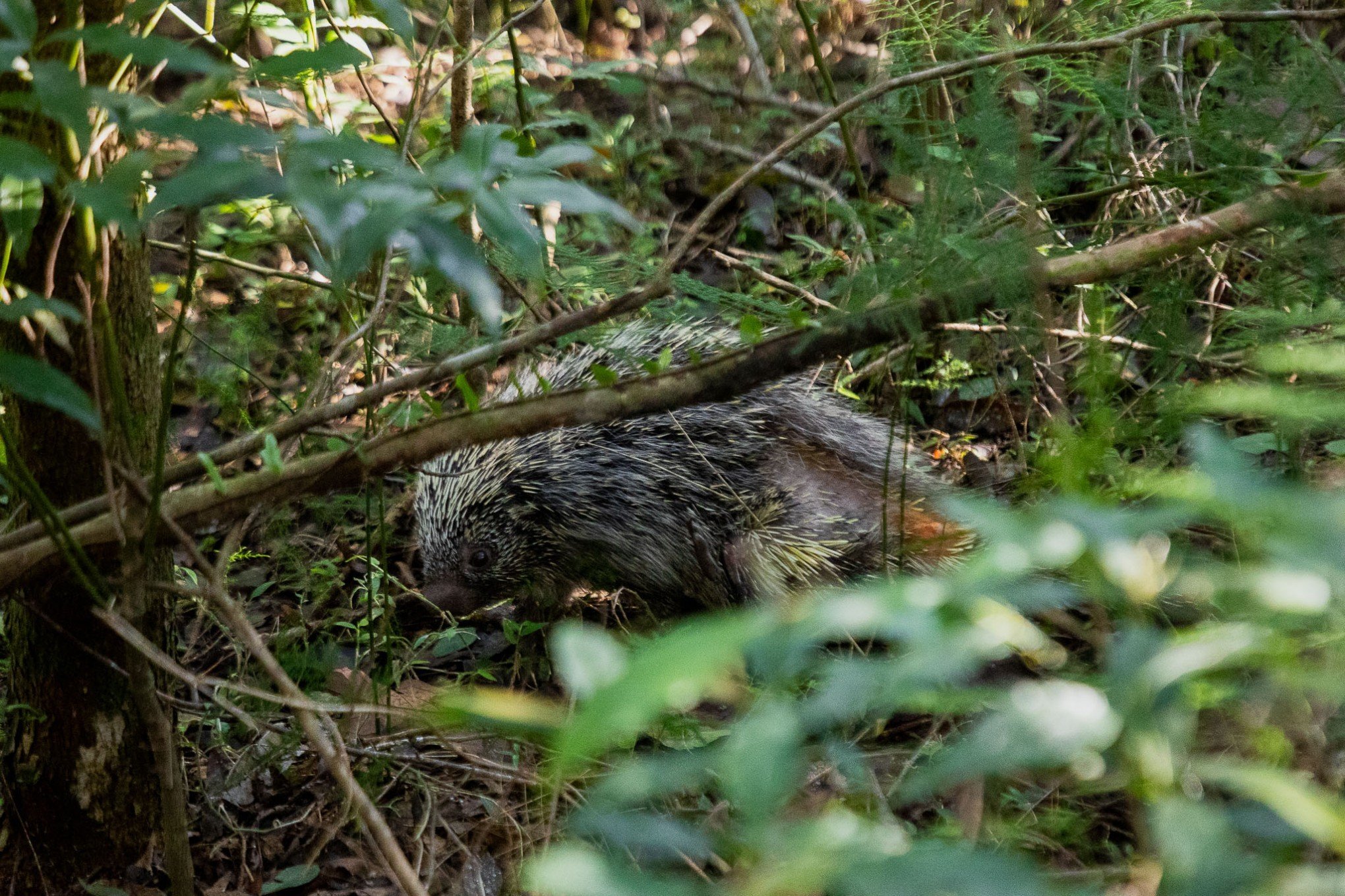 Ouriço-cacheiro é reabilitado e devolvido para a natureza