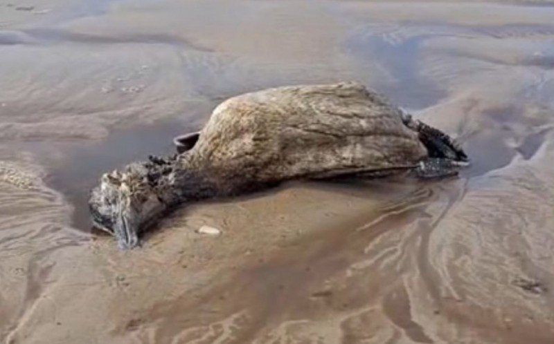 Muitos pinguins estão sendo encontrados mortos nas praias do litoral norte e Mucin/Ceclimar explicam o motivo | abc+