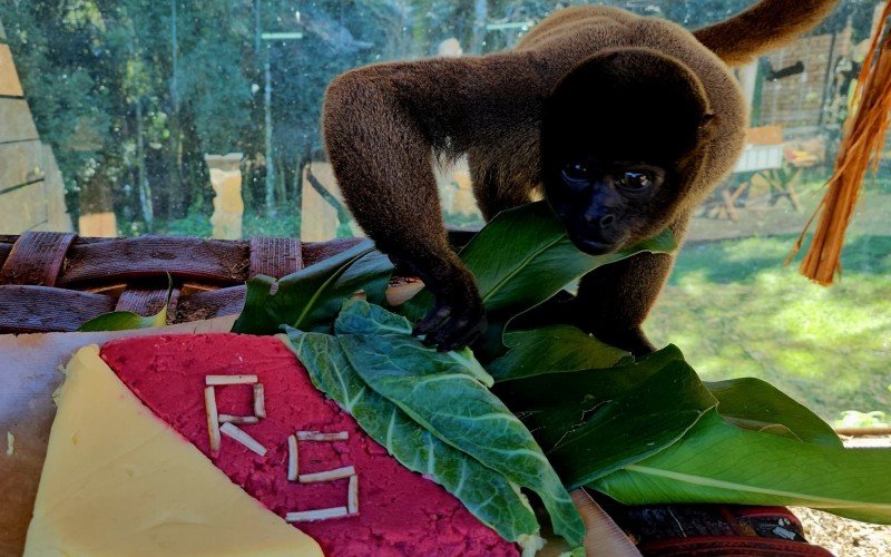 Macaco barrigudo ganha polenta no Gramadozoo