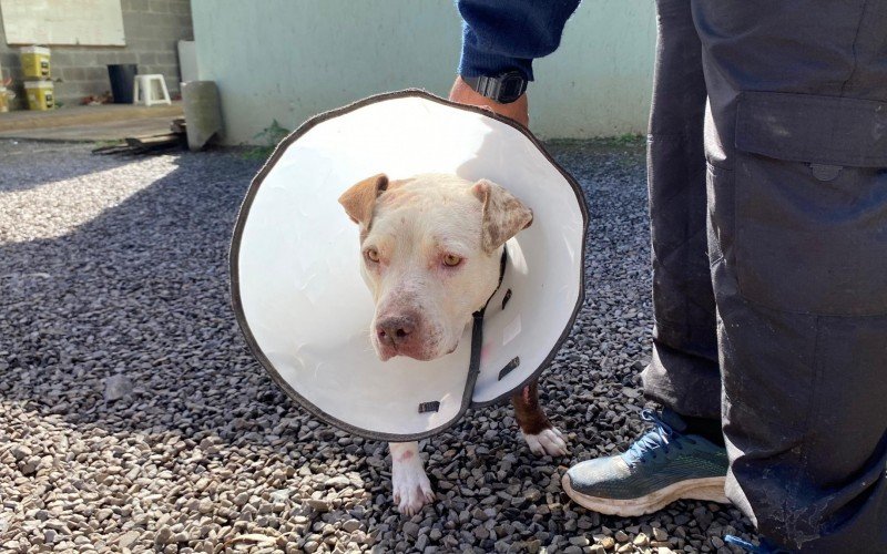 Pitbull está no Cempra em Canela