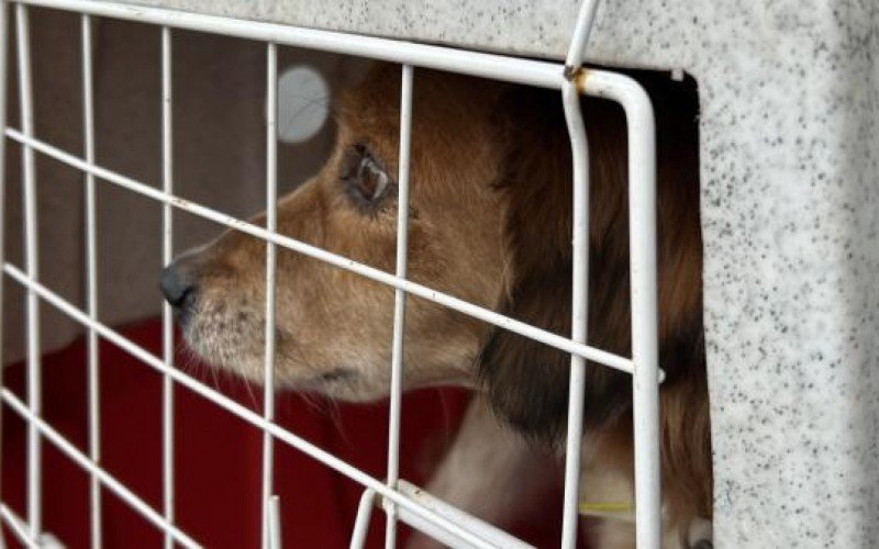 Projeto ficará sob responsabilidade da Secretaria de Bem-Estar Animal. | abc+