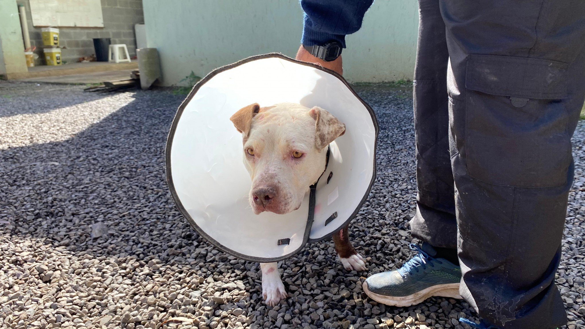 Saiba como está cachorra atingida por tiro durante suposta tentativa de homicídio