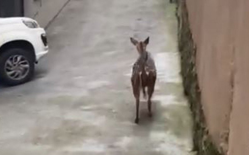 Veado atropelou pedestre em Bento Gonçalves | abc+