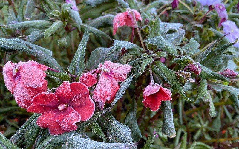 Geada em Gramado com frio intenso e temperaturas negativas