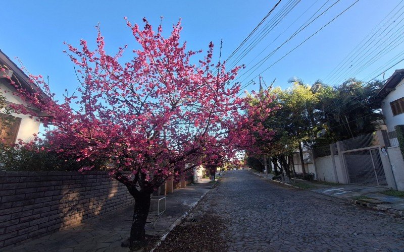 Cerejeira florada na Rua Porto União, bairro Boa Vista, em Novo Hamburgo | abc+