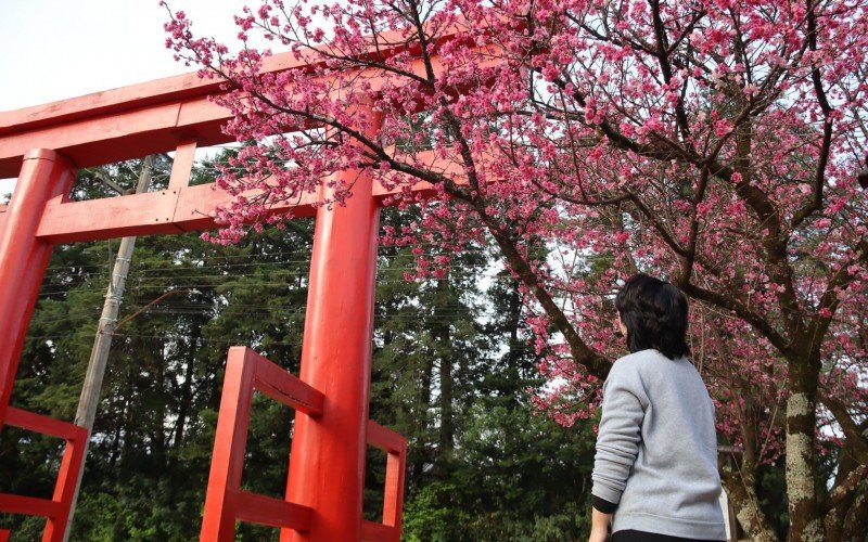 Colônia Japonesa de Ivoti 