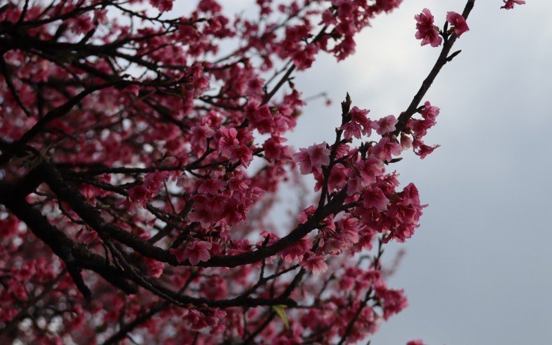 Colônia Japonesa de Ivoti 