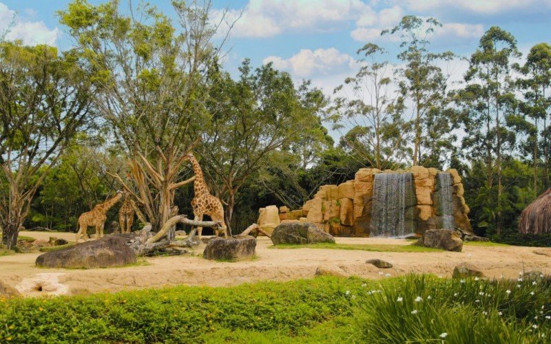 Beto Carrero World desativa zoológico após três décadas de funcionamento | abc+