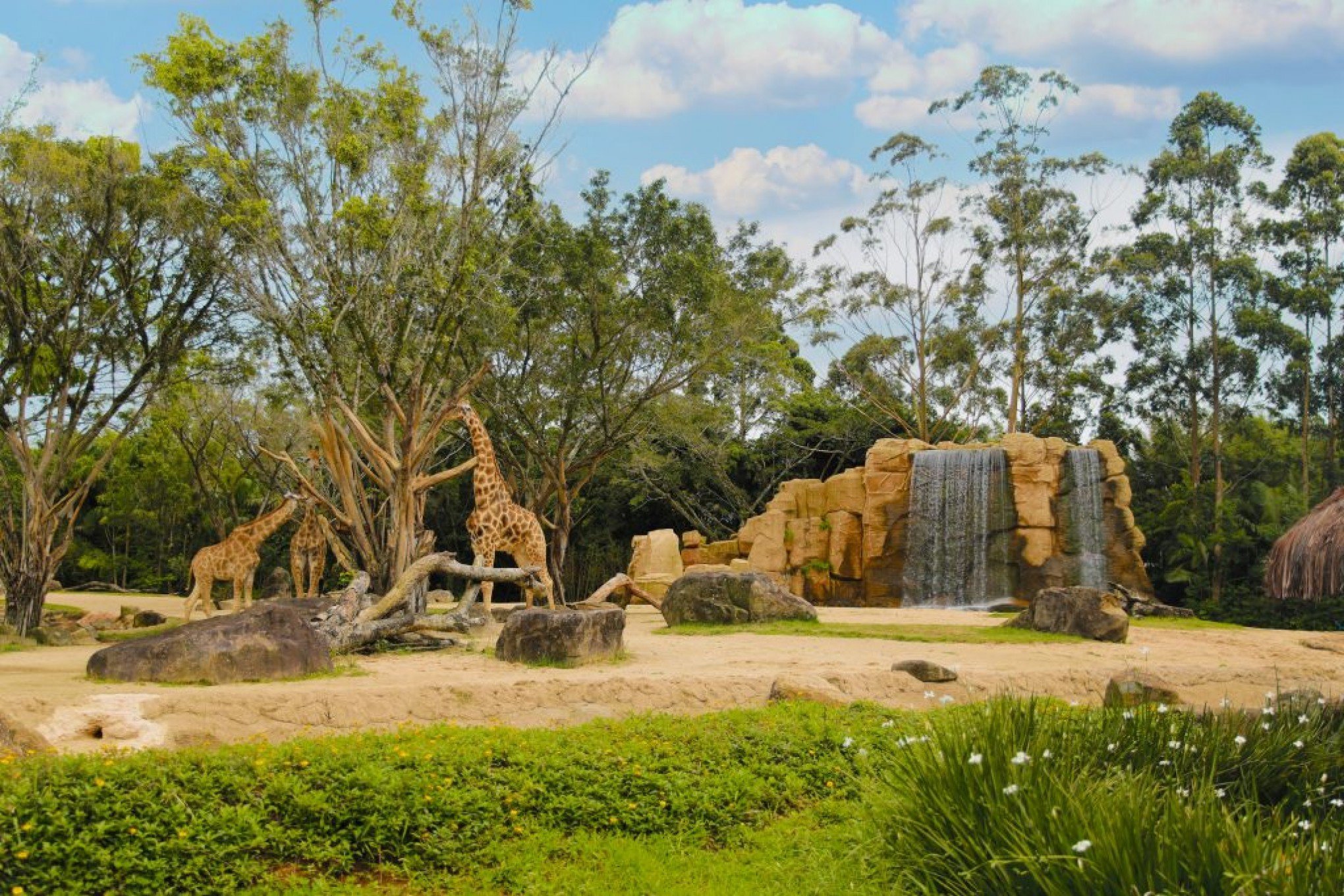 Beto Carrero World desativa zoológico após três décadas de funcionamento