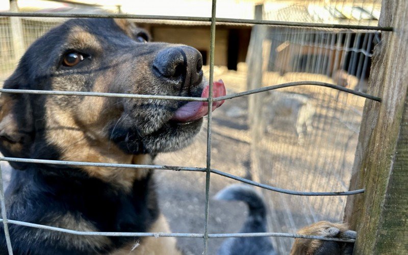 Mais de 100 animais em Gramado estÃ£o Ã  espera de um lar